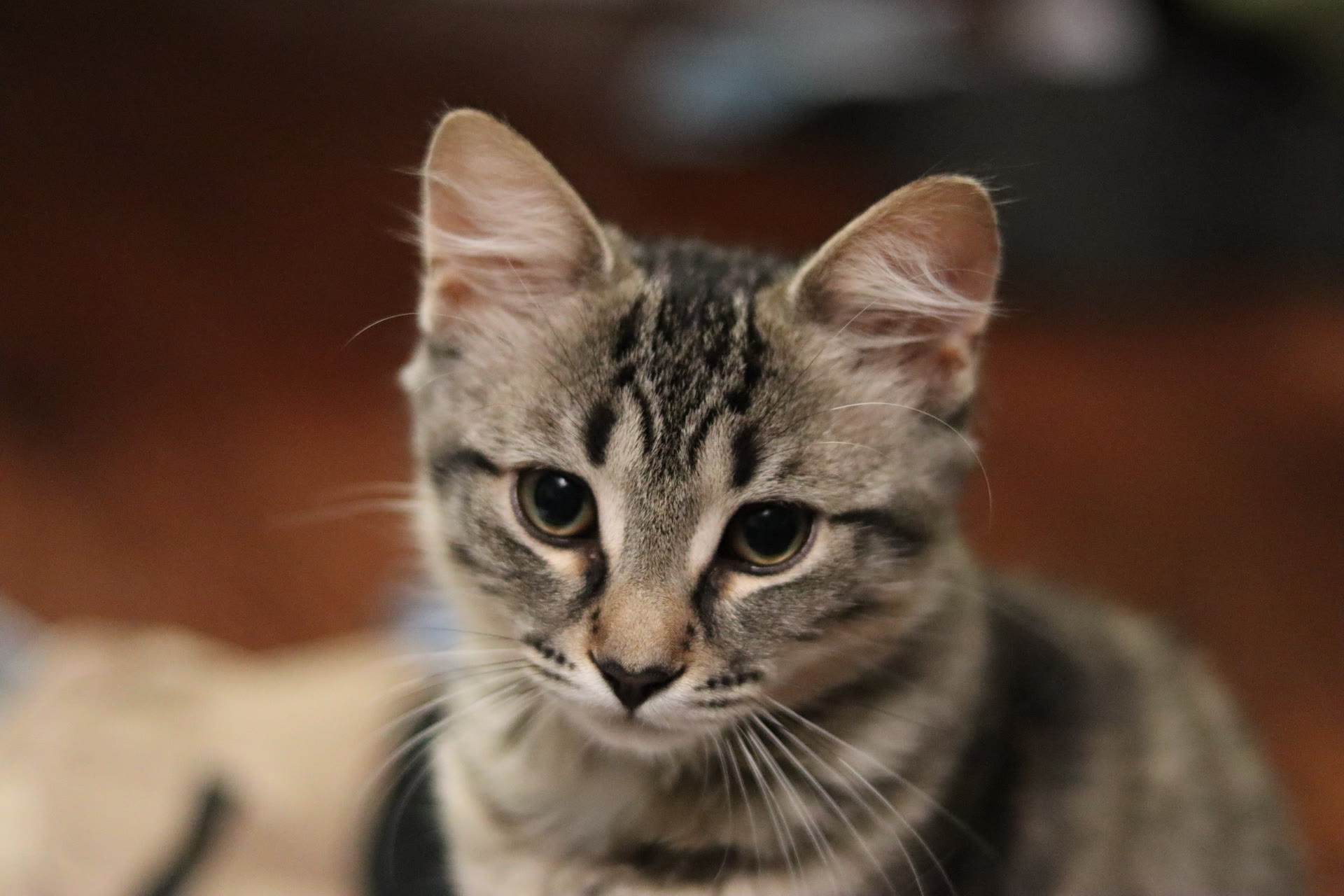 Lumos, the cat who gave Lumos Photography its name, photographed indoors